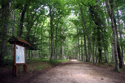 Umbra forest in the Gargano National Park.