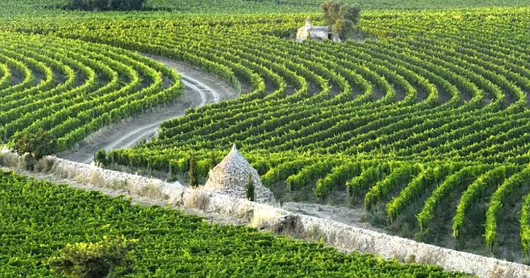 La Masseria Amastuola in provincia di Taranto ha il vigneto giardino più bello del mondo.