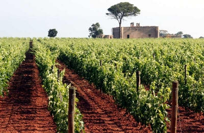 Un vigneto salentino in Terra d'Arneo.