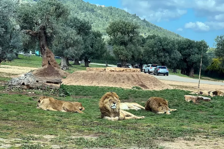 I leoni sono tra i tantissimi animali che si possono vedere da vicino allo Zoosafari di Fasano.
